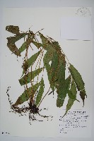 頂芽新月蕨藏品圖，第1張