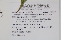 頂芽新月蕨藏品圖，第2張