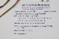 尾葉實蕨藏品圖，第2張