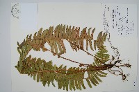 毛葉腎蕨藏品圖，第1張