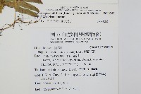 毛葉腎蕨藏品圖，第2張