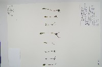 鈍頭瓶爾小草、狹葉瓶爾小草藏品圖，第1張