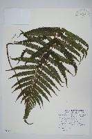 登錄號:P009397藏品圖，第1張