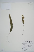 單葉雙蓋蕨藏品圖，第1張