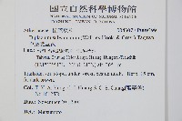 單葉雙蓋蕨藏品圖，第2張