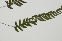 單邊鐵角蕨藏品圖，第3張