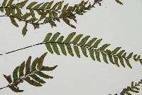 單邊鐵角蕨藏品圖，第4張