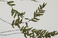 單邊鐵角蕨藏品圖，第5張