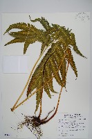 傅氏鳳尾蕨藏品圖，第1張