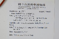 傅氏鳳尾蕨藏品圖，第2張