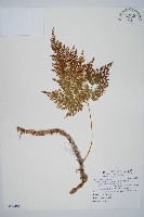 海州骨碎補藏品圖，第1張