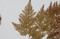 海州骨碎補藏品圖，第4張