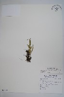 擬芨瓦葦藏品圖，第1張