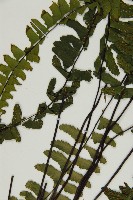 生芽鐵角蕨藏品圖，第1張