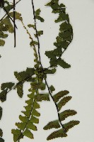 生芽鐵角蕨藏品圖，第2張