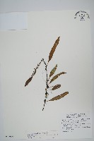 骨牌蕨藏品圖，第1張