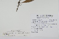 骨牌蕨藏品圖，第2張