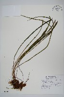 書帶蕨藏品圖，第1張