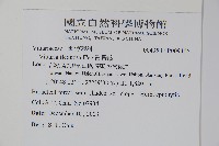 書帶蕨藏品圖，第2張