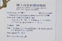 生芽狗脊蕨、頂芽狗脊蕨藏品圖，第2張