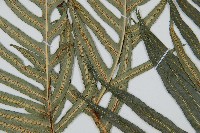 生芽狗脊蕨、頂芽狗脊蕨藏品圖，第3張