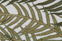 生芽狗脊蕨、頂芽狗脊蕨藏品圖，第4張