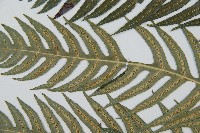 生芽狗脊蕨、頂芽狗脊蕨藏品圖，第5張