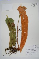 盧山石葦藏品圖，第1張