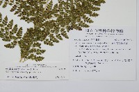 臺灣兩面複葉耳蕨藏品圖，第2張