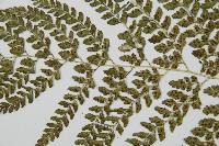 臺灣兩面複葉耳蕨藏品圖，第4張