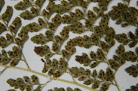 臺灣兩面複葉耳蕨藏品圖，第5張