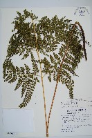 臺灣兩面複葉耳蕨藏品圖，第6張