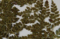 臺灣兩面複葉耳蕨藏品圖，第8張