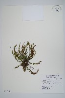 鐵角蕨藏品圖，第1張