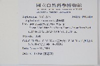 鐵角蕨藏品圖，第2張