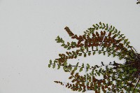 鐵角蕨藏品圖，第4張