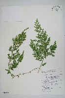 密葉卷柏藏品圖，第1張