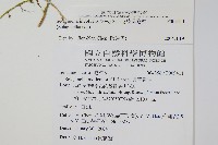 密葉卷柏藏品圖，第2張