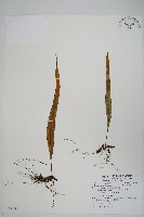 粵瓦葦藏品圖，第1張