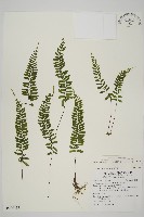 複齒鐵角蕨藏品圖，第1張