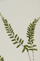 複齒鐵角蕨藏品圖，第3張