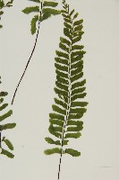 複齒鐵角蕨藏品圖，第4張