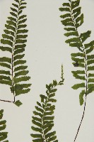 複齒鐵角蕨藏品圖，第5張