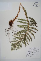 尖葉耳蕨藏品圖，第1張