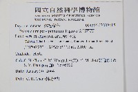 尖葉耳蕨藏品圖，第2張