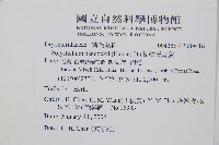 韓氏耳蕨藏品圖，第2張