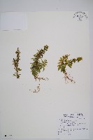 千層塔藏品圖，第1張