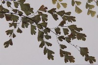 鐵線蕨藏品圖，第3張