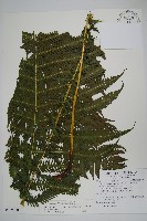 斜葉金星蕨藏品圖，第1張