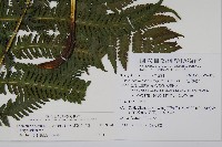 斜葉金星蕨藏品圖，第2張